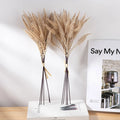 Natural Pampas Grass